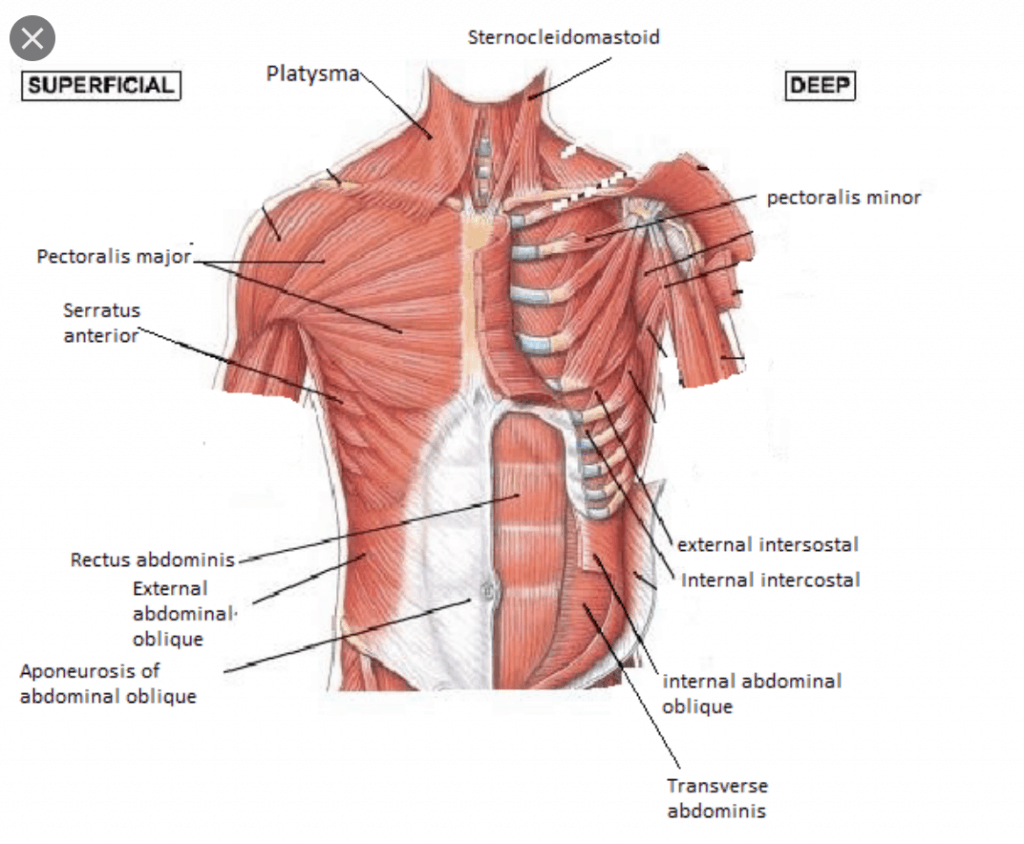 The Muscles of the chest & shoulder get tight for cyclists & triathletes